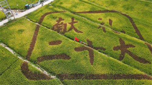 國(guó)網(wǎng)壽寧縣供電公司：“黨建+服務(wù)”助力秋收“谷滿倉”